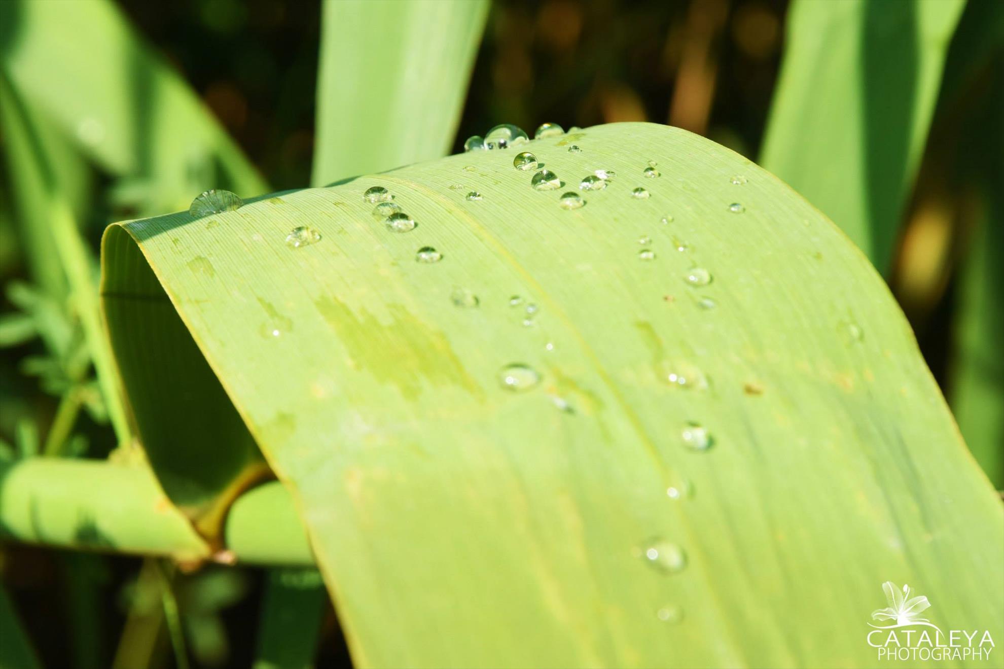 Corbu 3 - 5 iulie 2015 - 117173214113683023874758838800088213355107o.jpg